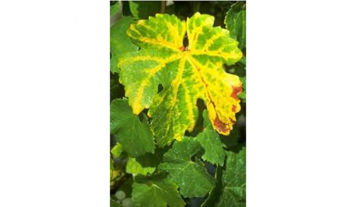 Fotka pre článok VEREJNÁ VYHLÁŠKA - doplnenie Zlaté žltnutie viniča